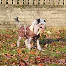 Chinese crested hårløs zita