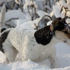 Jack russell terrier My