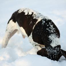 Gammel dansk hønsehund Rocky