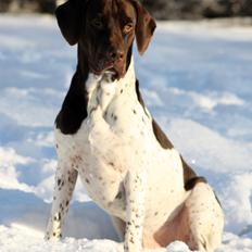 Gammel dansk hønsehund Rocky