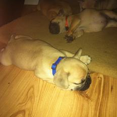 Fransk bulldog Carlos Vom Weserstrand, kaldet Jensen