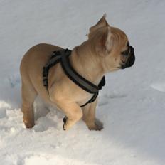 Fransk bulldog Carlos Vom Weserstrand, kaldet Jensen