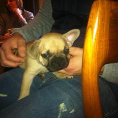 Fransk bulldog Carlos Vom Weserstrand, kaldet Jensen