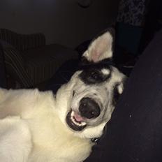 Alaskan husky Nikita