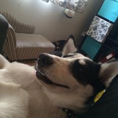 Alaskan husky Nikita