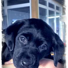 Labrador retriever Stella