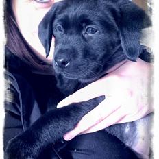 Labrador retriever Stella