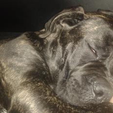 Cane corso Roxy (Venetia De Nobil rose)