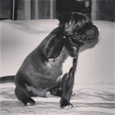 Staffordshire bull terrier Carlo