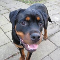 Rottweiler Line