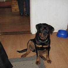 Rottweiler Line