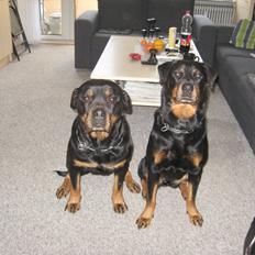 Rottweiler Line