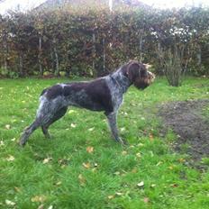 Ruhåret hønsehund Troja