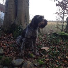 Ruhåret hønsehund Troja