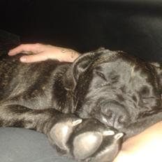 Cane corso Roxy (Venetia De Nobil rose)