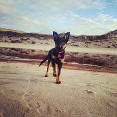 Schæferhund Zoey