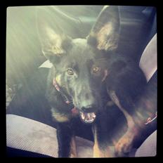 Schæferhund Zoey
