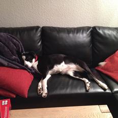 Blanding af racer Aya