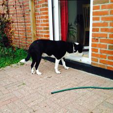 Blanding af racer Aya