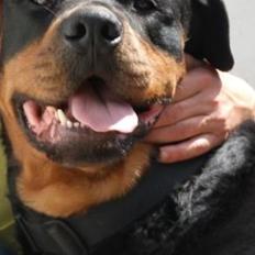 Rottweiler Fafner<3 |Faffe'laffe|<3