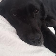 Labrador retriever Nala