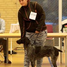 Ruhåret hønsehund Lynghedens Chandler