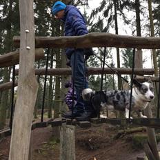 Welsh corgi cardigan Penner Ustrup Barbossa "Basse"