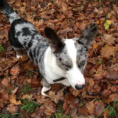 Welsh corgi cardigan Penner Ustrup Barbossa "Basse"