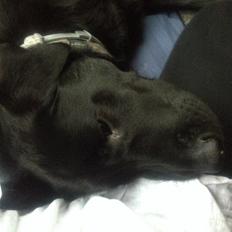 Blanding af racer Niño