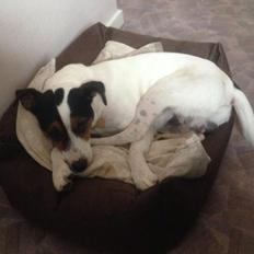 Dansk svensk gaardhund Plet