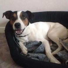 Dansk svensk gaardhund Plet