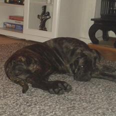 Cane corso Roxy (Venetia De Nobil rose)