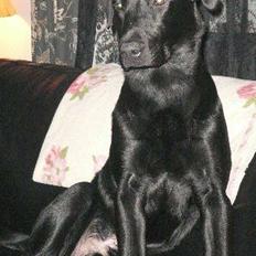 Labrador retriever carl