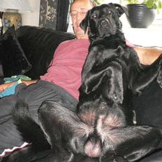 Labrador retriever carl
