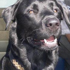 Labrador retriever carl