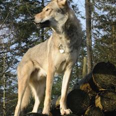 Tjekkoslovakisk ulvehund Bertrand's Gotto