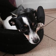 Dansk svensk gaardhund Bella