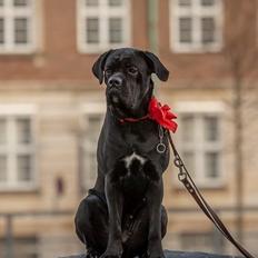 Cane corso Nero d'Avolas Dressed for Success