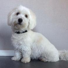 Coton de tulear Diva