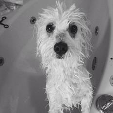 Coton de tulear Diva