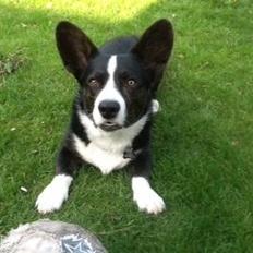 Welsh corgi cardigan Omino ( Lærkegårdens Zinidine Zidane )