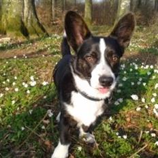 Welsh corgi cardigan Omino ( Lærkegårdens Zinidine Zidane )