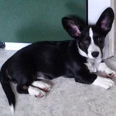 Welsh corgi cardigan Omino ( Lærkegårdens Zinidine Zidane )