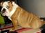 Engelsk bulldog Watson - Kampvognen - Yoga Watson 6½ mdr.