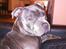 Staffordshire bull terrier Herman