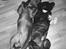 Staffordshire bull terrier Herman
