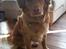 Nova scotia duck tolling retriever Mika "Himmelhund" 