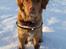 Nova scotia duck tolling retriever Mika "Himmelhund" 
