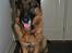 Schæferhund Vega *R.I.P*