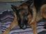 Schæferhund Vega *R.I.P*